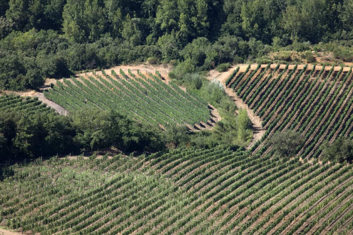 L'Essenza della Vigna